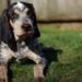 5 Best Harness For Bluetick Coonhound