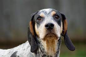 5 Best Training Treats For Bluetick Coonhound