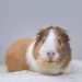 6 Best Pee Pads For Guinea Pigs