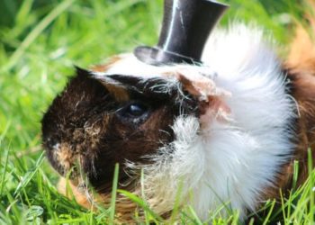 7 Best Hats For Guinea Pigs