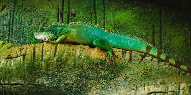 7 Best Plants For Chinese Water Dragon