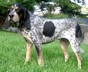 About Bluetick-Coonhound