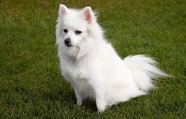 American Eskimo Dog: Everything You Need To Know | MyPetCareJoy