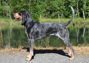 Are Bluetick Coonhound Good Guard Dogs