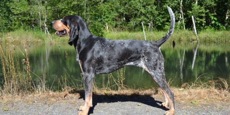 Are Bluetick Coonhound Good Guard Dogs