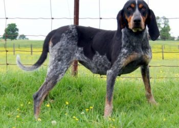 Are Bluetick Coonhound Good With Cats