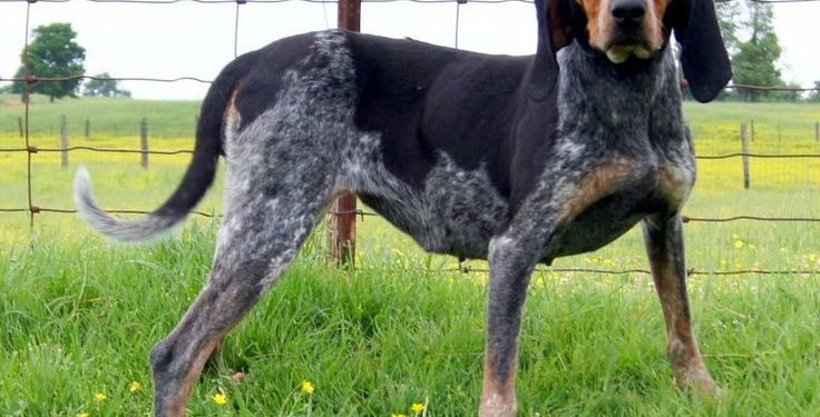 Are Bluetick Coonhound Good With Cats
