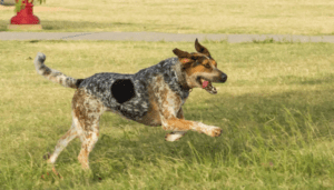 Are Bluetick-Coonhounds Aggressive