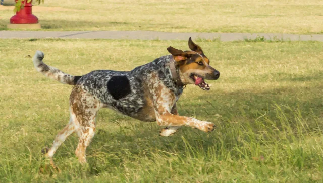 bluetick coonhound