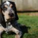 Best Boots For Bluetick Coonhound