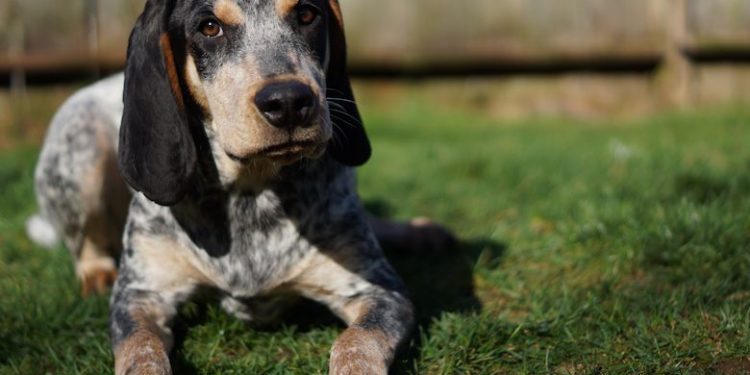 Best Clippers For Bluetick Coonhound