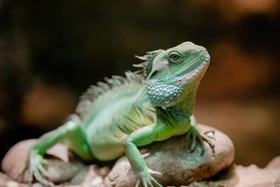 Best Lighting For Chinese Water Dragon