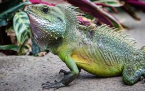 Best Plants For Chinese Water Dragon