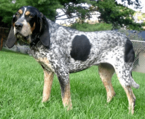 Are Bluetick-Coonhound Good With Cats