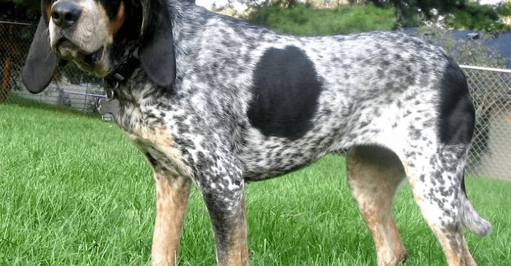 Are Bluetick-Coonhound Good With Cats