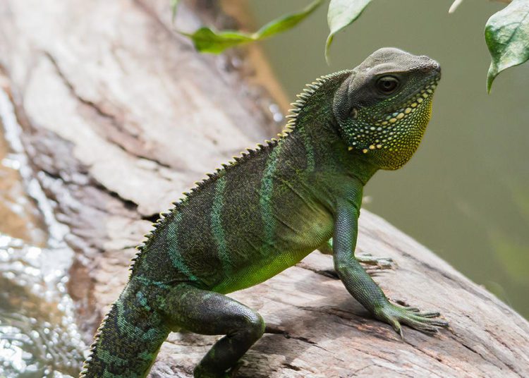 5 Best Lighting For Chinese Water Dragon MyPetCareJoy