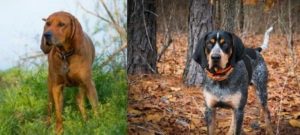 Bluetick Coonhound Vs Redbone Coonhound