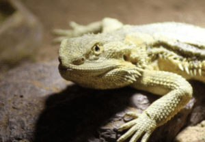 Can Bearded-Dragon Eat Baby Spinach