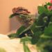 Can Bearded Dragon Eat Baby Spinach
