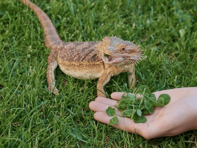 Can Bearded Dragon Eat Basil? MyPetCareJoy