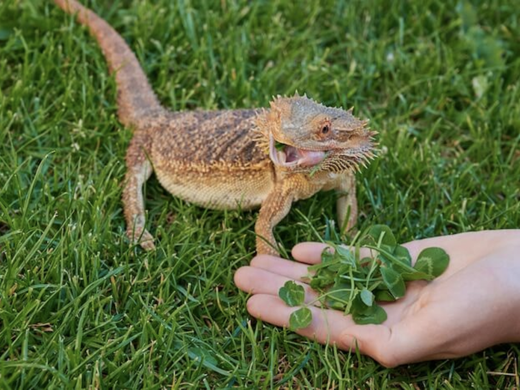 Can Bearded Dragon Eat Basil? MyPetCareJoy