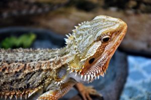Can Bearded-Dragons Eat Acorn Squash