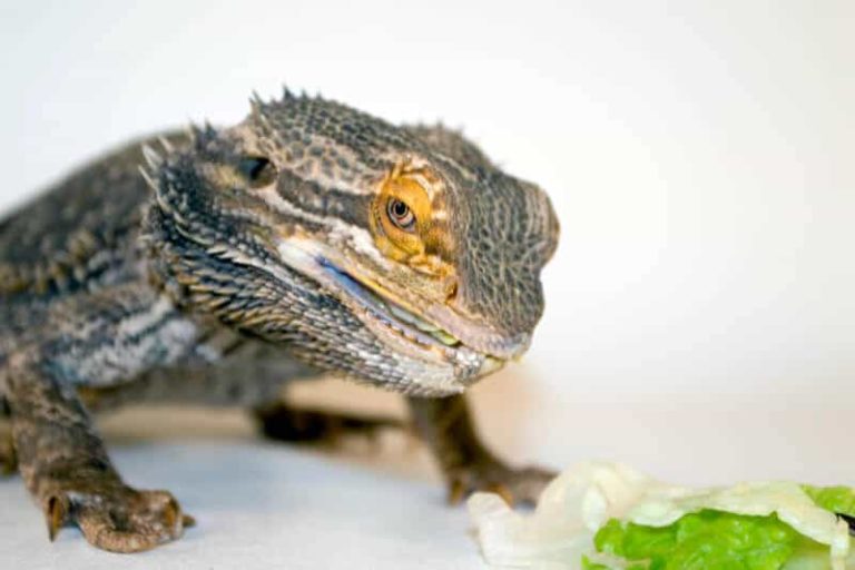 Can Bearded Dragons Eat Arugula? MyPetCareJoy