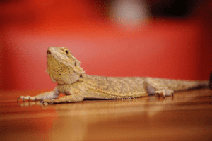 Can Bearded-Dragons Eat Avocado