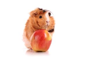 Can Guinea-Pig Eat Apple