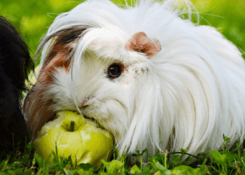 Can Guinea Pig Eat Apple