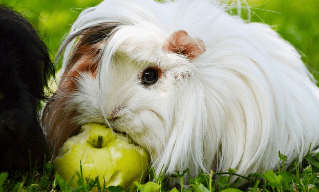 Can Guinea Pig Eat Apple