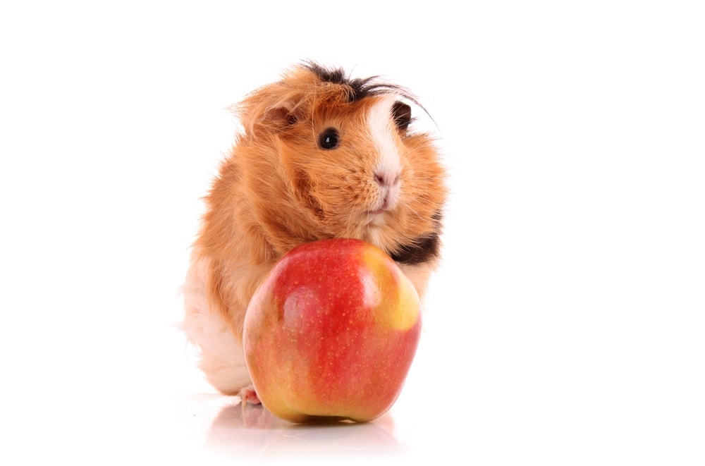 Can Guinea Pig Eat Apple? MyPetCareJoy