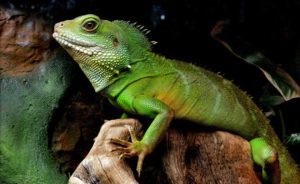 Can You House Two Chinese-Water-Dragons Together