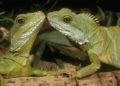 Can You House Two Chinese Water Dragons Together