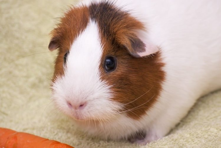 Can You Use Puppy Pads In a Guinea Pig Cage? MyPetCareJoy