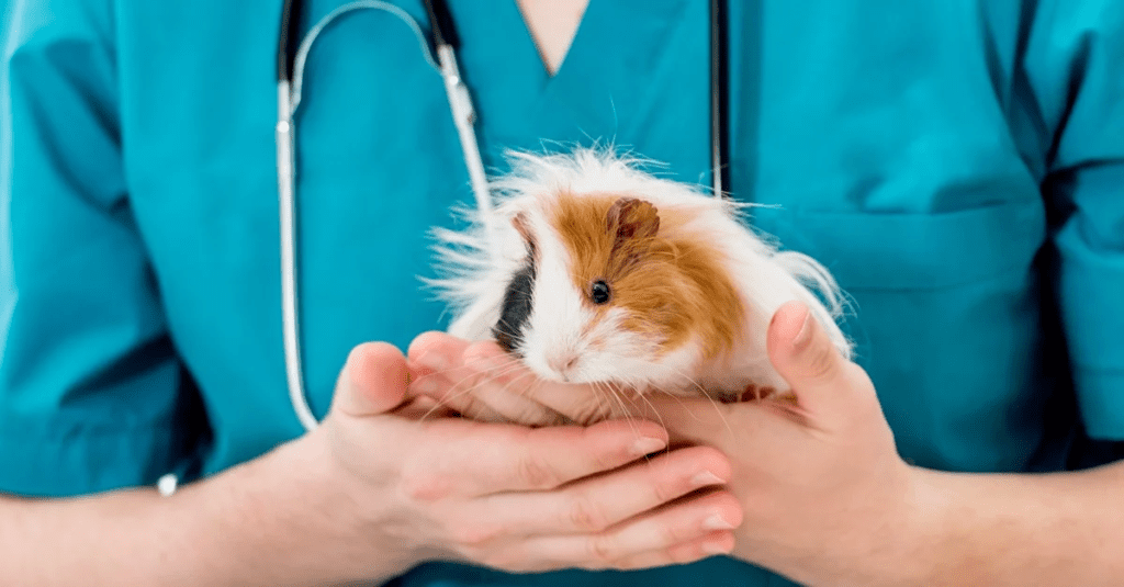 Causes Of Sudden Death In Guinea Pigs MyPetCareJoy