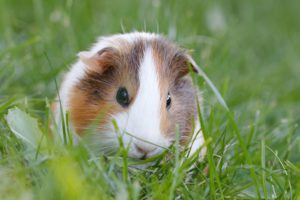 Causes Of Sudden Death In Guinea-Pigs