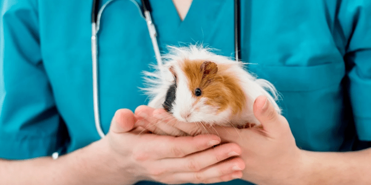 Causes Of Sudden Death In Guinea Pigs
