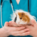 Causes Of Sudden Death In Guinea Pigs