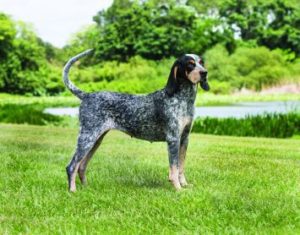 Do Bluetick-Coonhound Dogs Shed A Lot
