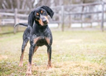 Do Bluetick Coonhound Dogs Shed A Lot