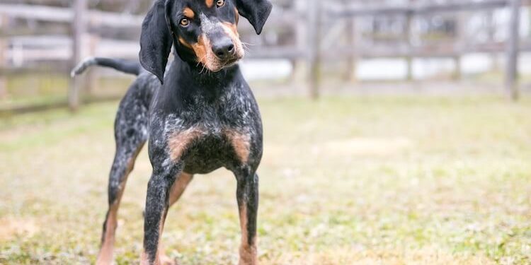 Do Bluetick Coonhound Dogs Shed A Lot