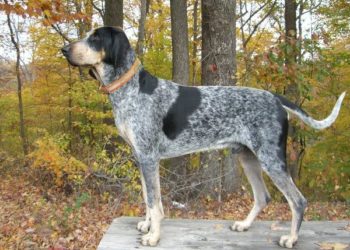 Dog Boots For Bluetick Coonhound
