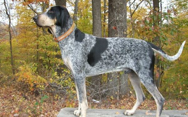 Dog Boots For Bluetick Coonhound