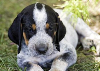 How Much Does A Bluetick Coonhound Cost