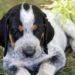 How Much Does A Bluetick Coonhound Cost