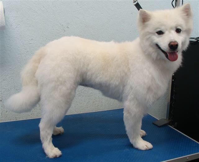 How To Groom An American Eskimo Dog? MyPetCareJoy