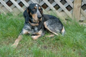 How To Potty Train A Bluetick-Coonhound