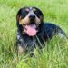 How To Potty Train A Bluetick Coonhound