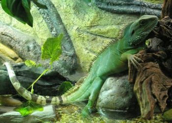 How To Tell If A Chinese Water Dragon Is Stressed